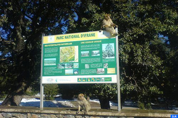Parc national d'Ifran